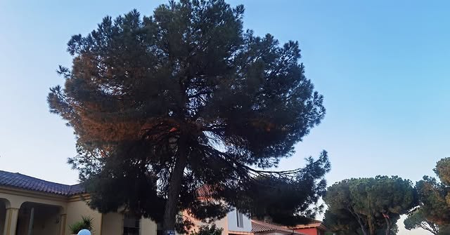 Empresa de poda y tala de árboles en Sevilla