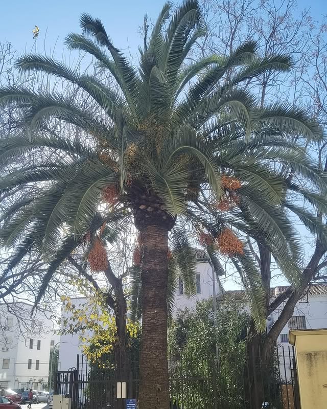 Profesionales en poda de palmeras y control de plagas en Sevilla