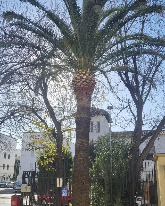 Tratamiento de plagas en árboles y retirada de restos de poda en Sevilla
