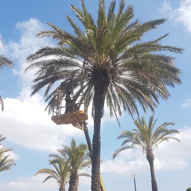 Descripción