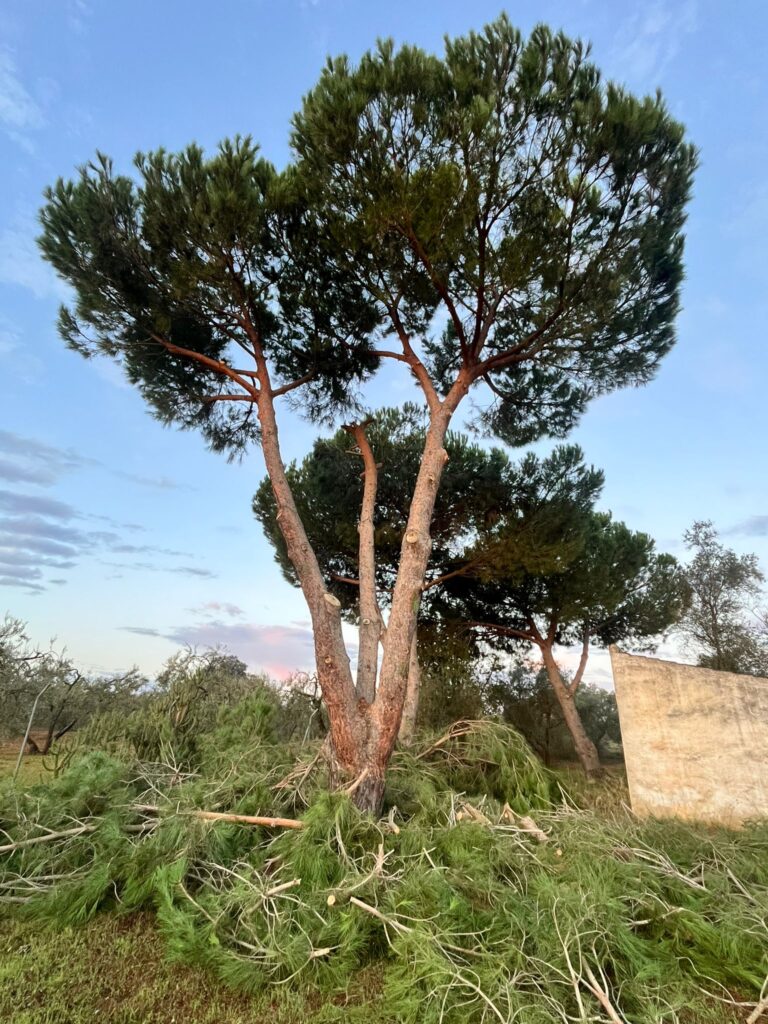 Control de plagas de pinos, olmos y palmeras en Sevilla