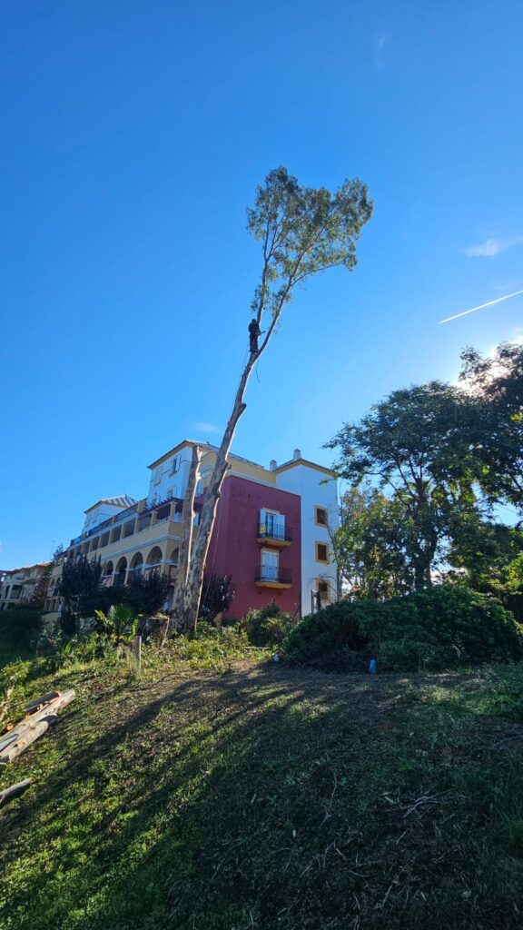Retirada de restos de poda y tala en Sevilla